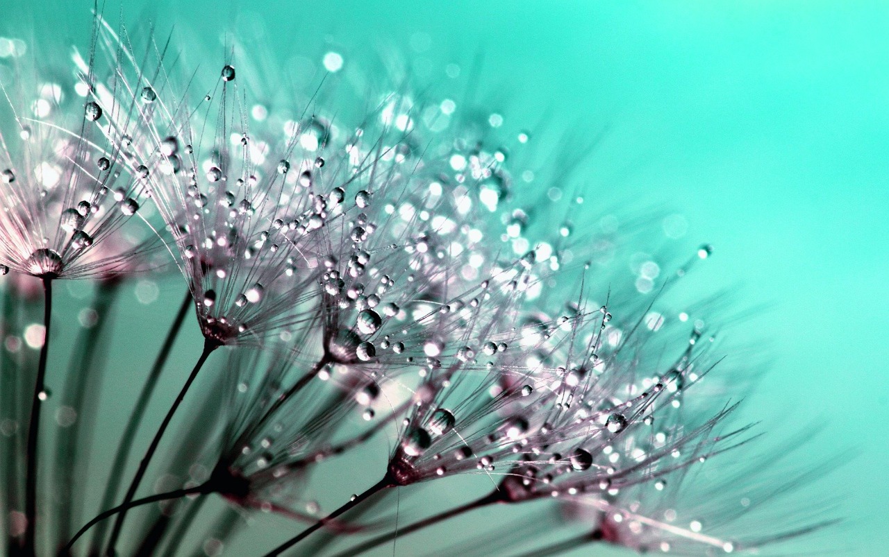 flower with water drops